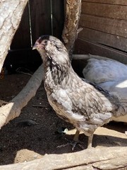 12 BYM Chicken Hatching Eggs Ameraucana Orpington Wyandotte Maran Cochin Brahma