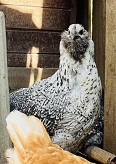 12 BYM Chicken Hatching Eggs Ameraucana Orpington Wyandotte Maran Cochin Brahma