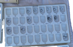 molar bands