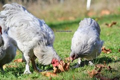 6+ Lavender Brahma Fertile Chicken Hatching Eggs Gentle Large Breed