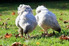 6+ Lavender Brahma Fertile Chicken Hatching Eggs Gentle Large Breed