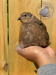 24 JUMBOS RARE COLORS Coturnix Quail Hatching eggs – assorted colors variety