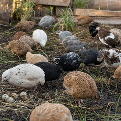 Coturnix Quail Hatching Eggs – 1 Dozen (12 Eggs) – Mixed Colors