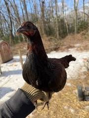 8 + Mug, Pumpkin, Blue, Black, RQ cross chicken hatching eggs
