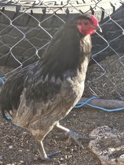 ARAUCANA FERTILE EGGS 12 + Standard size BLUE BLACK SPLASH