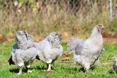 6+ Lavender Brahma Fertile Chicken Hatching Eggs Gentle Large Breed