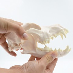 Simulation Dog Skull Teeth Pet Hospital Animal Husbandry Medical Teaching Model