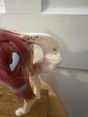 Horse Anatomical Teaching Model w/ Muscle Detail & Labeled Points on Wood Base