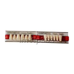 Acrylic Synthetic Resin Denture Teeth Vita Color Shade A2/A3 Upper Lower -84Pcs