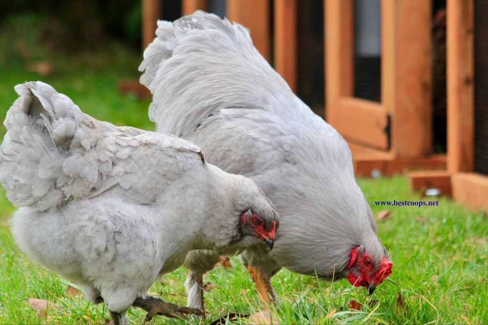 6+ Lavender Brahma Fertile Chicken Hatching Eggs Gentle Large Breed