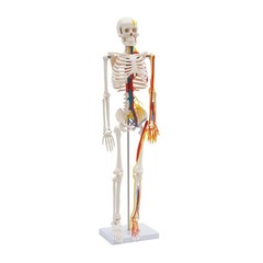 Anatomical Skeleton Model 33.46″, Detachable with Blood Vessels & Base