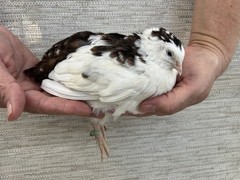 60+ Fertile Jumbo Multi Color Coturnix Quail Hatching Eggs
