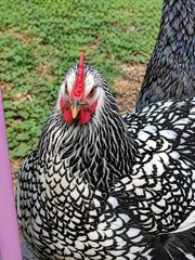 12 Fibro Easter Eggers