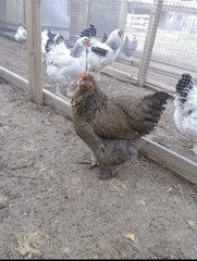 Shipping On Me 12 Red/Blue/GOLD Partridge Brahma Hatching Eggs