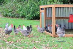 12+ Fertile Homozygous Cream Legbar Chicken Hatching Eggs