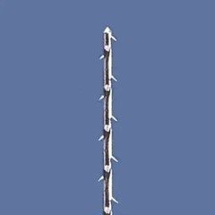 Mani Short Barbed Broaches for Efficiently remove debris and pulp tissue FREE SH