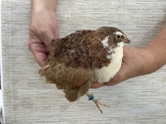 45++ Fertile Jumbo Multi Color Coturnix Quail Hatching Eggs