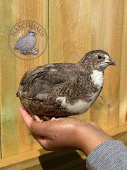 10+ JUMBOS RARE COLORS Coturnix Quail Hatching eggs – mixed variety
