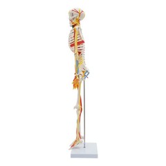 Anatomical Skeleton Model 33.46″, Detachable with Blood Vessels & Base