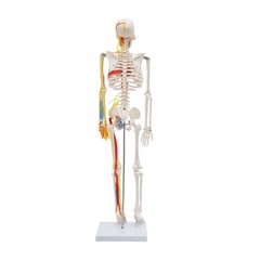 Anatomical Skeleton Model 33.46″, Detachable with Blood Vessels & Base