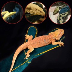 Animal Handling Gloves Bite Proof,23.7 inch Leather Bite Proof Gloves for Gra…