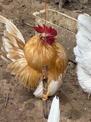 6 + small Show Quality Serama chicken Hatching Eggs