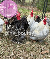 8 RARE high quality Bantam Cochin hatching eggs Mottled Porcelain Mille Frizzle