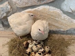 23+ Fertile Hatching Eggs Quail Coturnix Jumbo White Texas A&M Meat & Egg Birds