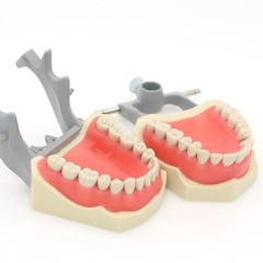 US Columbia 860 Type Dentoform Dental Typodont Model with 32Pcs Removable Teeth