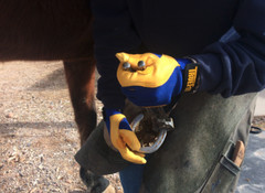 Tillman 1480M True Fit Full Finger Top Grain Deerskin Performance Glove – Medium