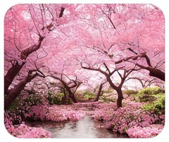 Spring Season Mouse Pad Mat Mousepad for 9L x 8W inches, Cherry Blossom MP87