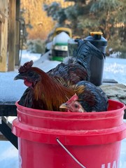 8 + Mug, Pumpkin, Blue, Black, RQ cross chicken hatching eggs