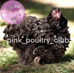 8 RARE high quality Bantam Cochin hatching eggs Mottled Porcelain Mille Frizzle
