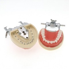 Dental 200 Type Typodont Model With Removable Teeth fit Kilgore NISSIN M8012