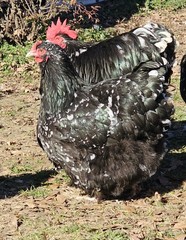 8+ English Mottled Orpington Hatching Eggs