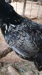 6 Pure Fancy & Rare Cross Chicken Hatching Eggs
