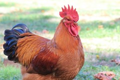 10+ Fertile Chicken Hatching Eggs Brahma Camani Serama Legbar Marans Owlbeard