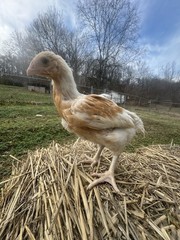 12 Hatching Eggs Giant Chicks Hybrid – Indio Gigante Dual Purpose Egg Layers