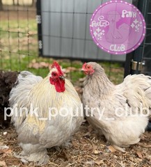 8 RARE high quality Bantam Cochin hatching eggs Mottled Porcelain Mille Frizzle