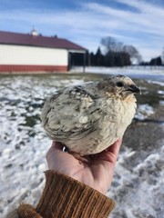 20 RARE Pansy & Sparkly 100% True Blue Celadon Coturnix Quail Hatching Eggs