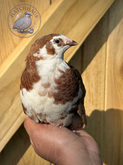 12 RARE COLORS Celadon Coturnix quail hatching blue eggs – 1 dozen mixed variety