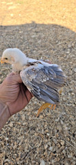 12+ Extremely Rare BLUE Real Indio Gigante Hatching Eggs RRA (((GUARANTEE)))