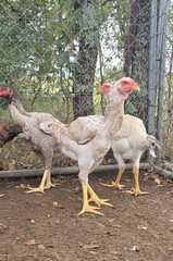12+ Extremely Rare BLUE Real Indio Gigante Hatching Eggs RRA (((GUARANTEE)))