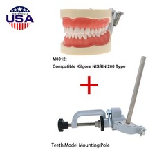 Dental 200 Type Typodont Model With Removable Teeth fit Kilgore NISSIN M8012
