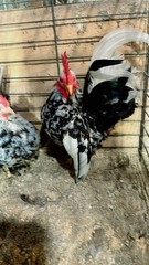 9 + 3 SQ Fresh Serama Hatching Eggs Splash Blue Black Chocolate Mottled! NPIP