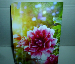 Jot 2027-2028 Dahlias Monthly Format Pocket Planner-4.25″ x 6.25″-Brand New!!