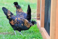 6+ Gold Appenzeller Chicken Hatching Eggs