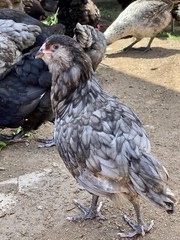 12 BYM Chicken Hatching Eggs Ameraucana Orpington Wyandotte Maran Cochin Brahma