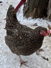 12 Fresh and Fertilized Barnyard Mix Rainbow Assortment Chicken Hatching Eggs!