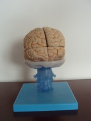 1:1 Size Human 15 Parts Brain Model Medical Anatomy With 58 Digital Indication